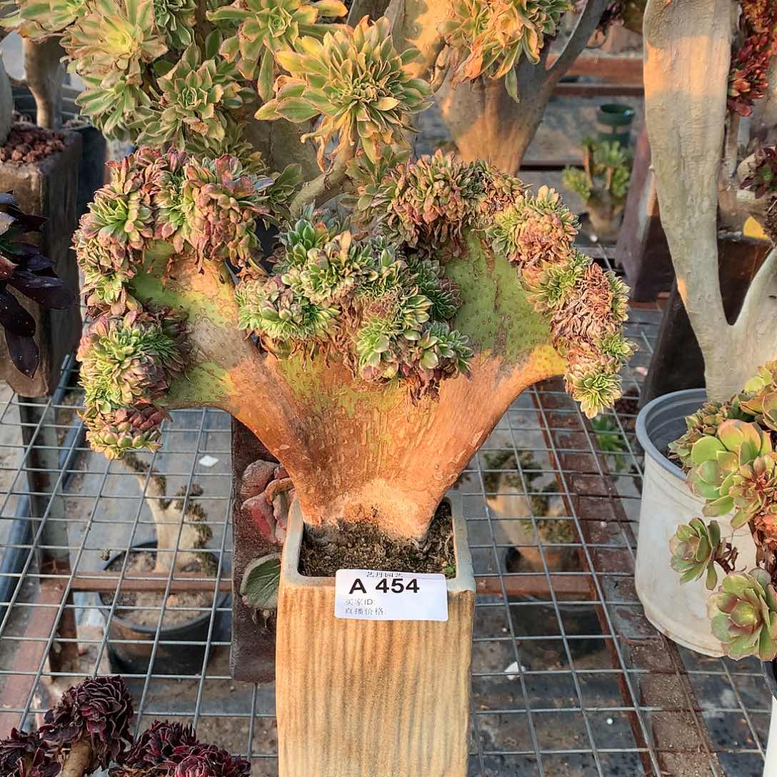 红陶454朝霞缀化缀化