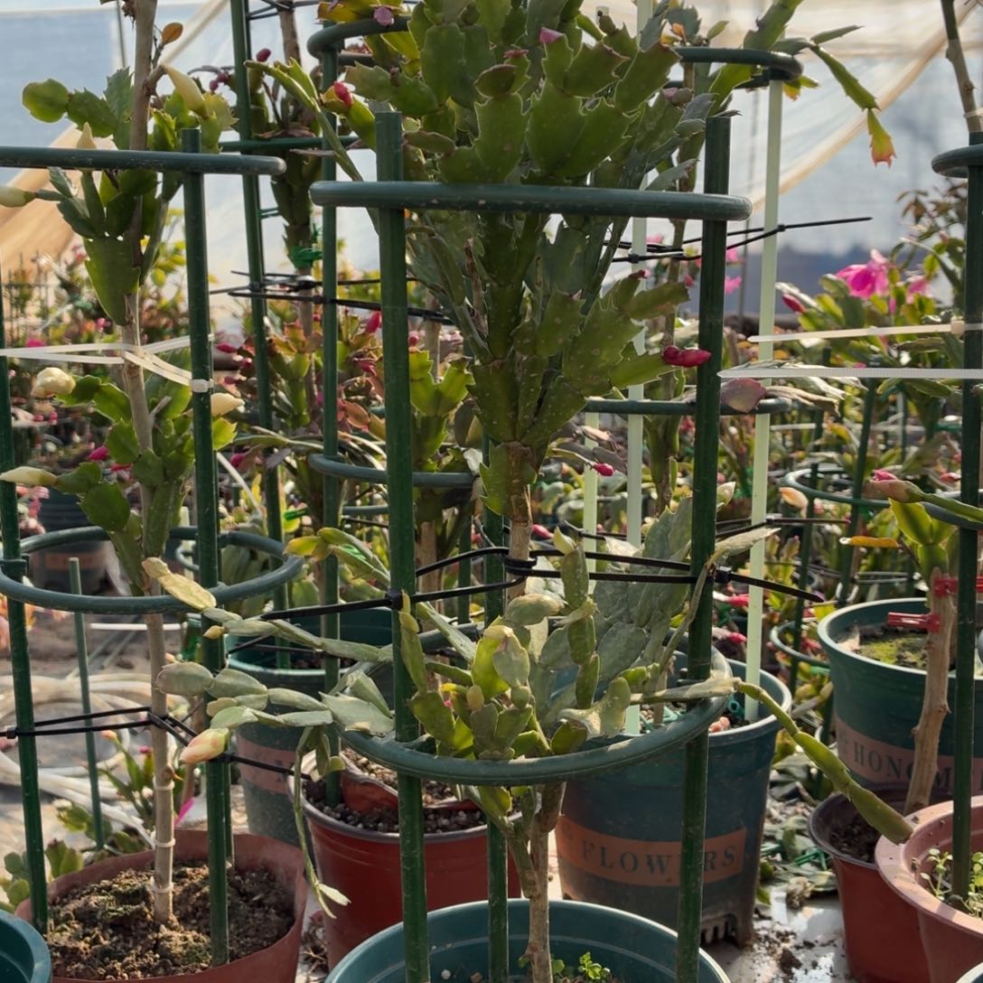 丽***无花朵丽姐叶仙嫁接两层两色