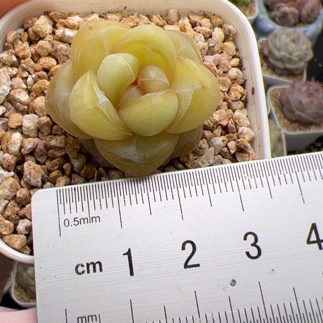 229 多肉植物组合盆栽