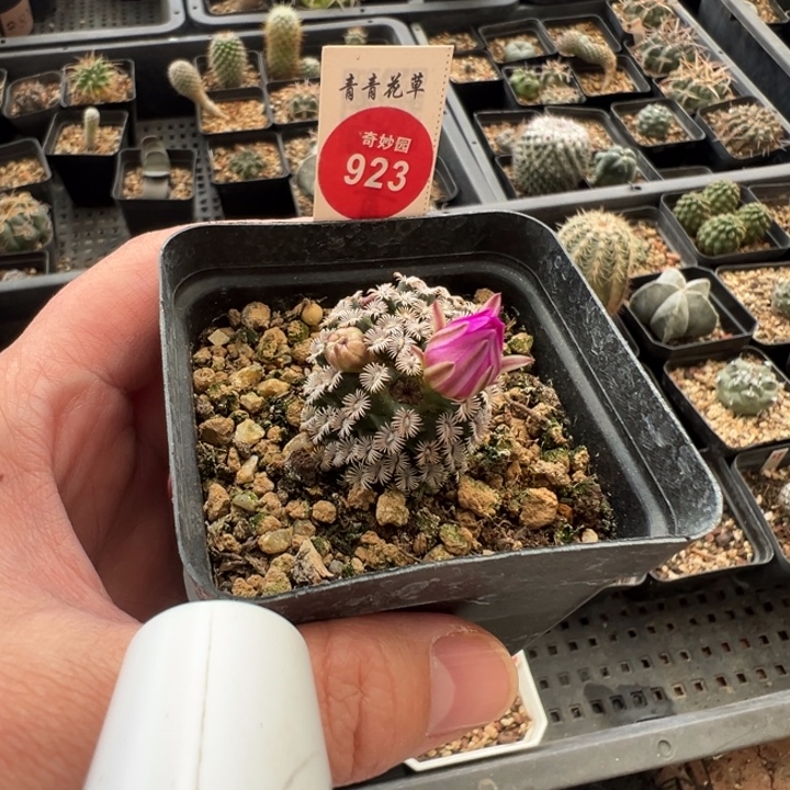 实生红花克氏丸2.7cm