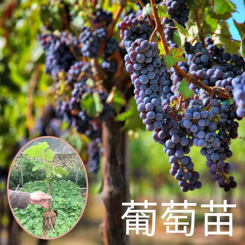 【摘叶发货】老桩葡萄树苗巨峰夏黑阳台庭院盆栽地栽南北方种植