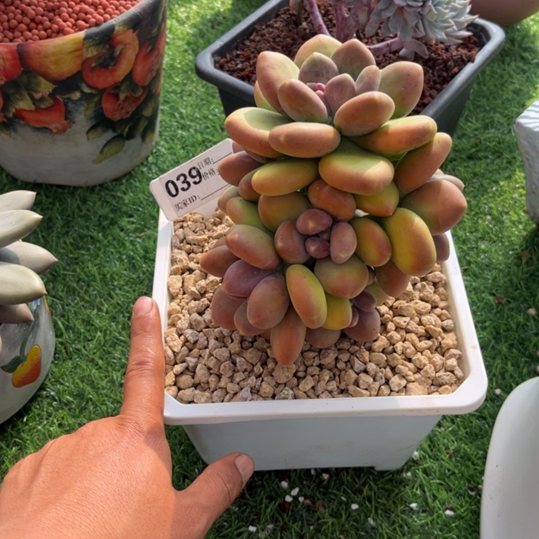 军***旅刚果美人多肉植物390