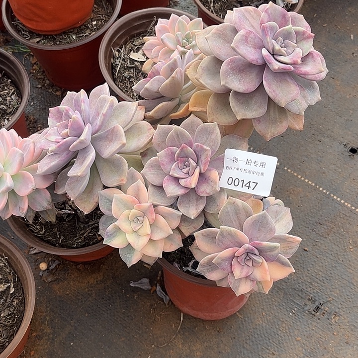 岚***姐紫乐锦群，一物一拍