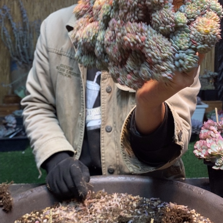 枫***叶424号白胖子多肉植物
