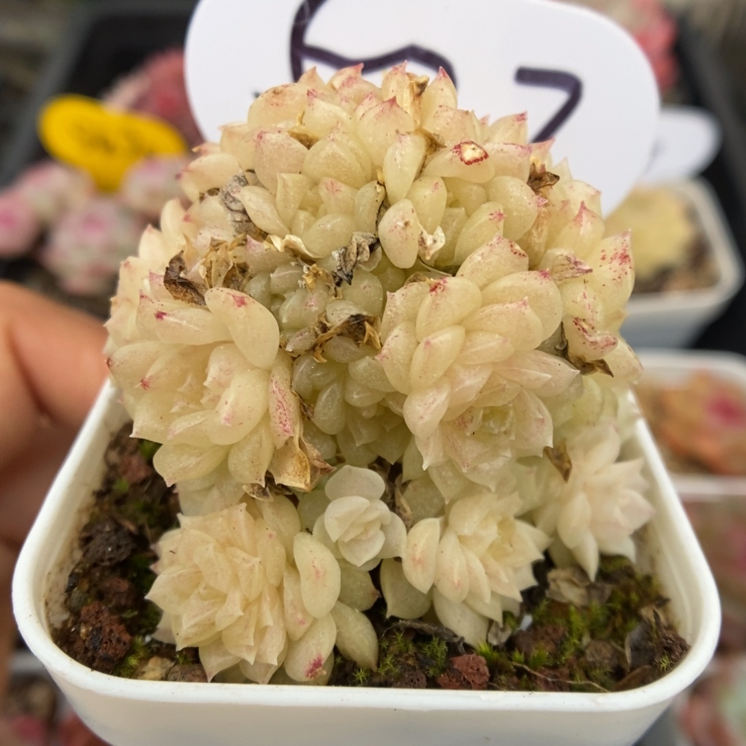 粉油透麦秆527号。   