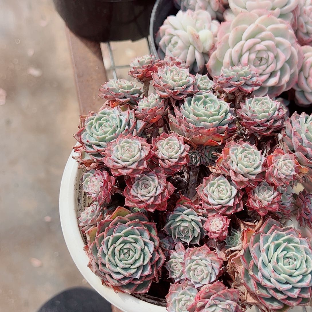 海滨格瑞带盆土精品特价