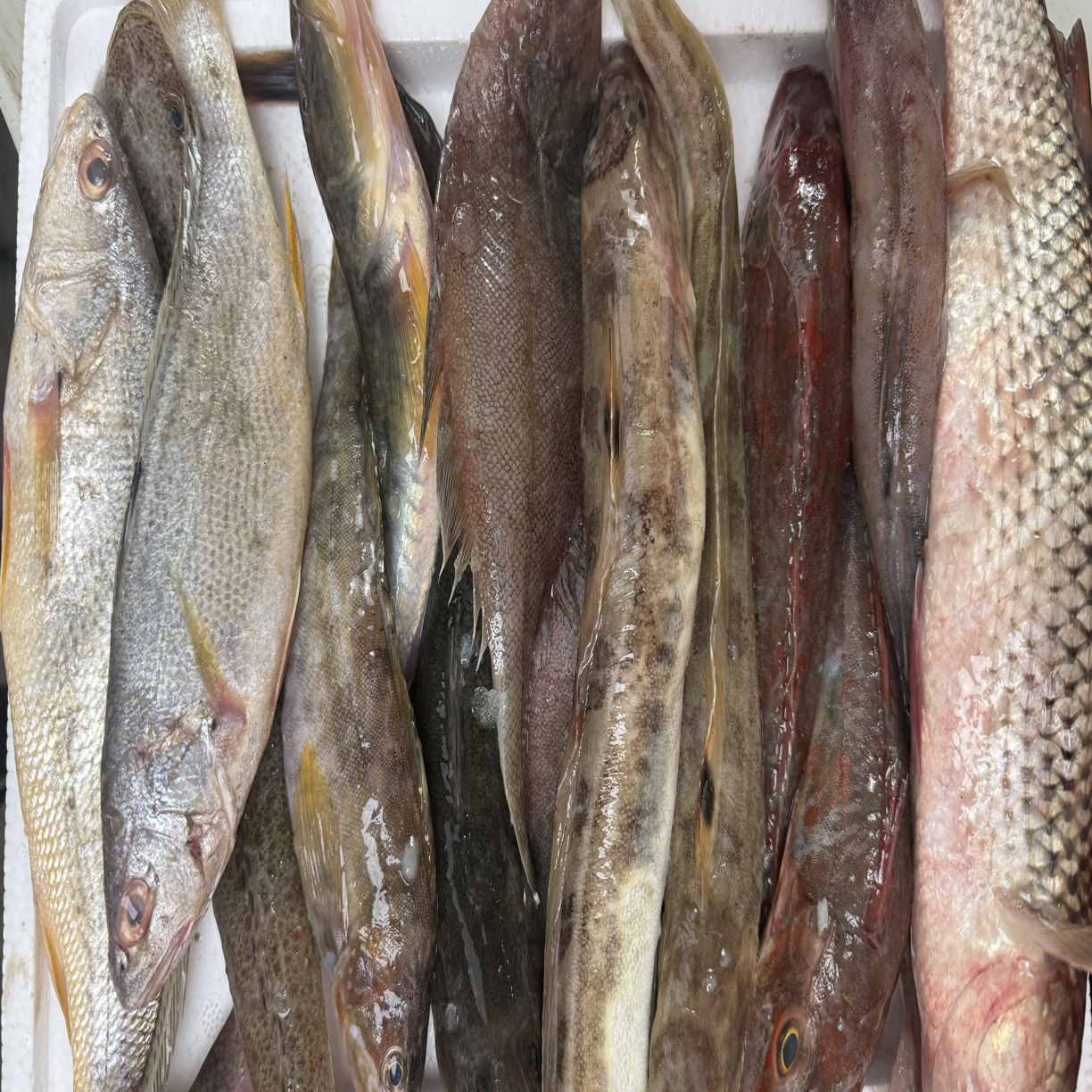 海杂鱼4斤黄鱼，辫子鱼，梭鱼，便口鱼，红头鱼，海鲶鱼，鳕鱼，胖头鱼