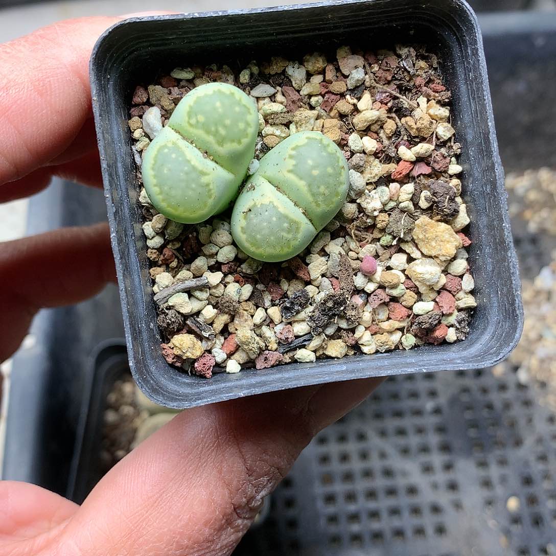 B650多肉植物保护研究所