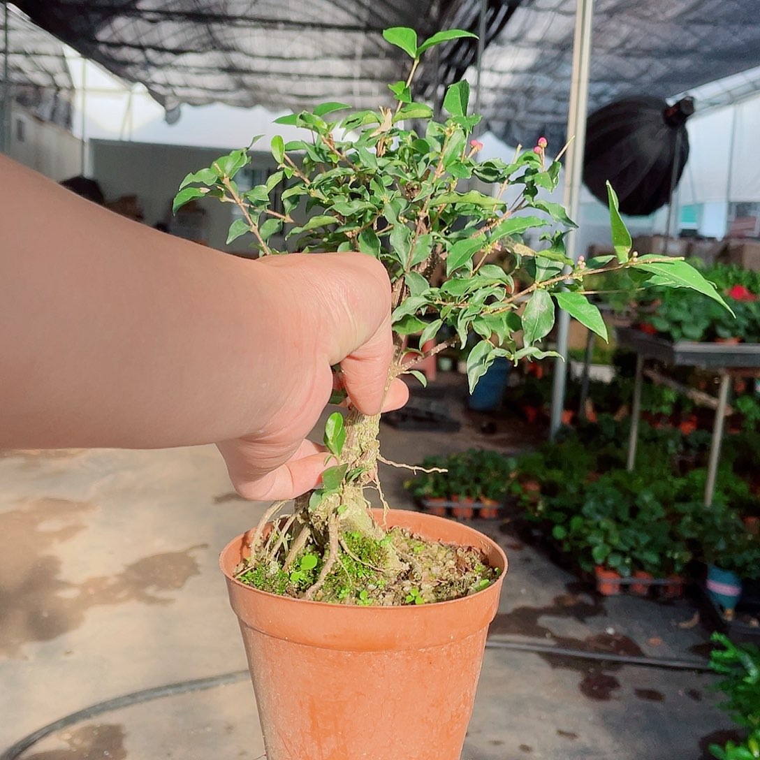 完全开放老桩李氏樱桃