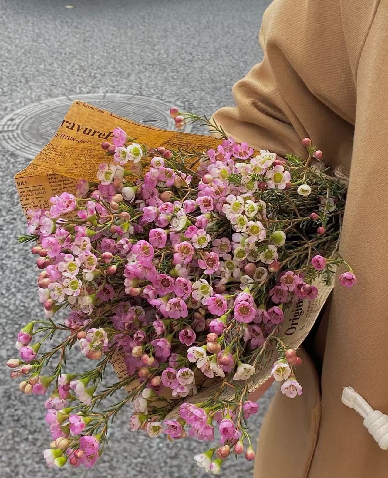 【粉色腊梅  1扎 】任意2单升级顺丰冷链/德邦空运