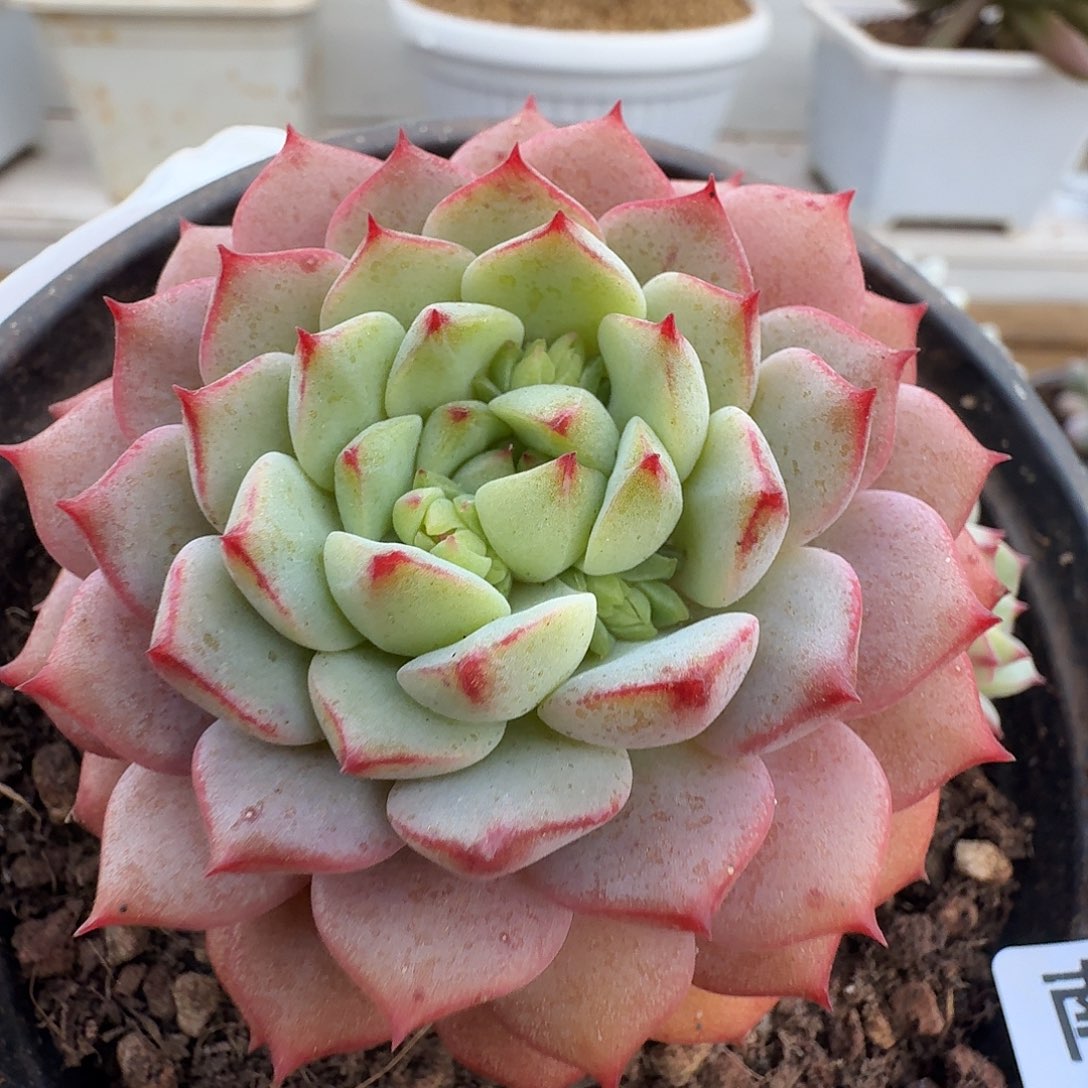 熊猫脸11111230-29