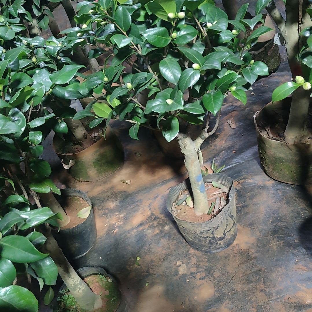 全部花苞蓝樱不包邮