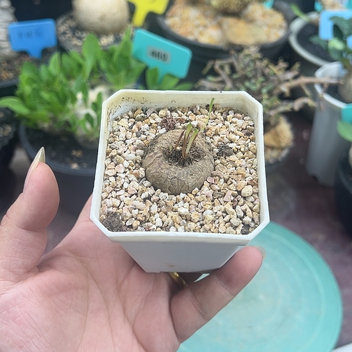 爱富利雾冰玉产地多肉植物