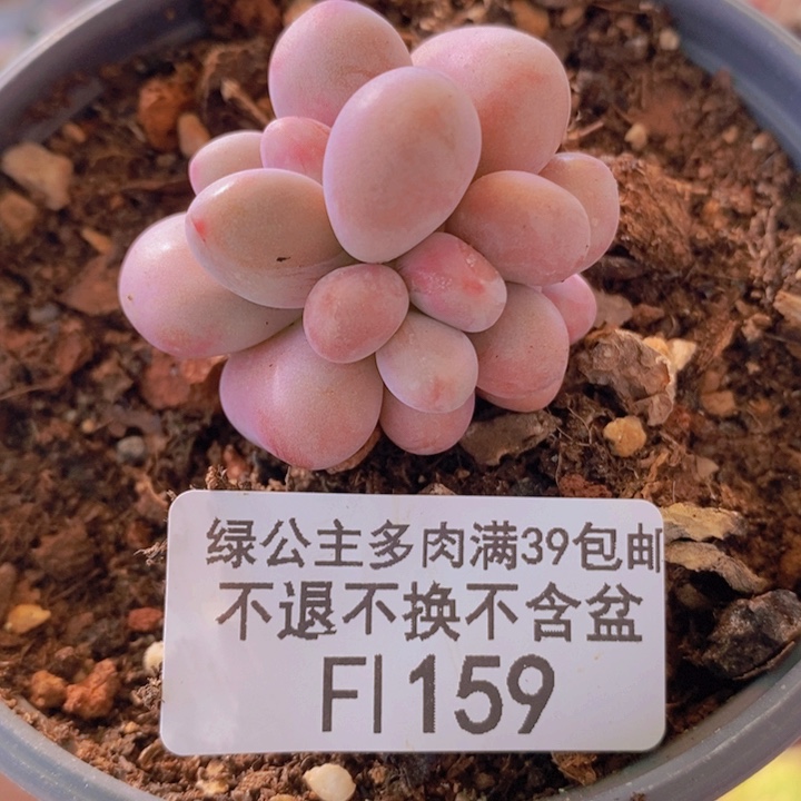 桃蛋4cm159多肉植物 