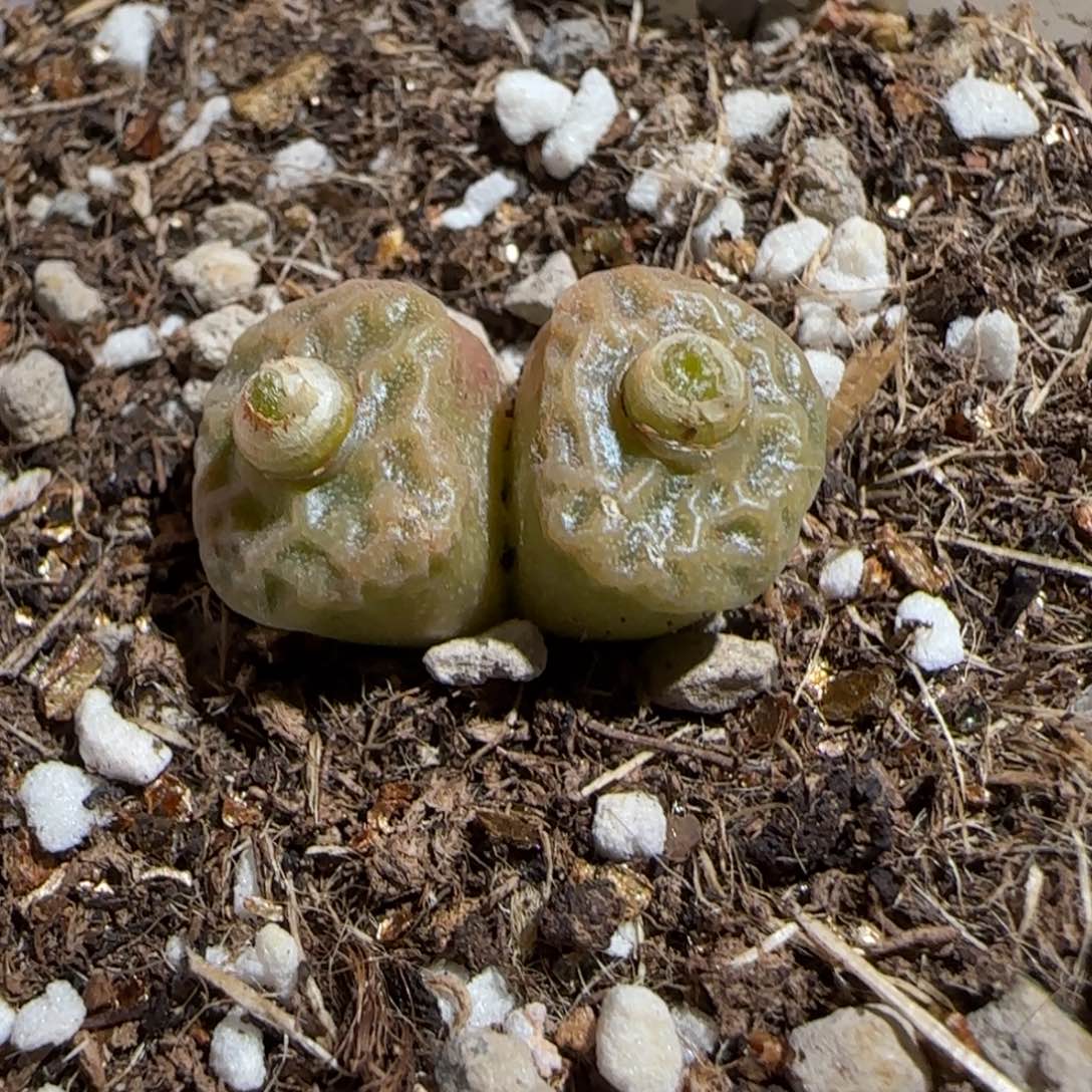 肉锥多肉植物组合-方烧1765