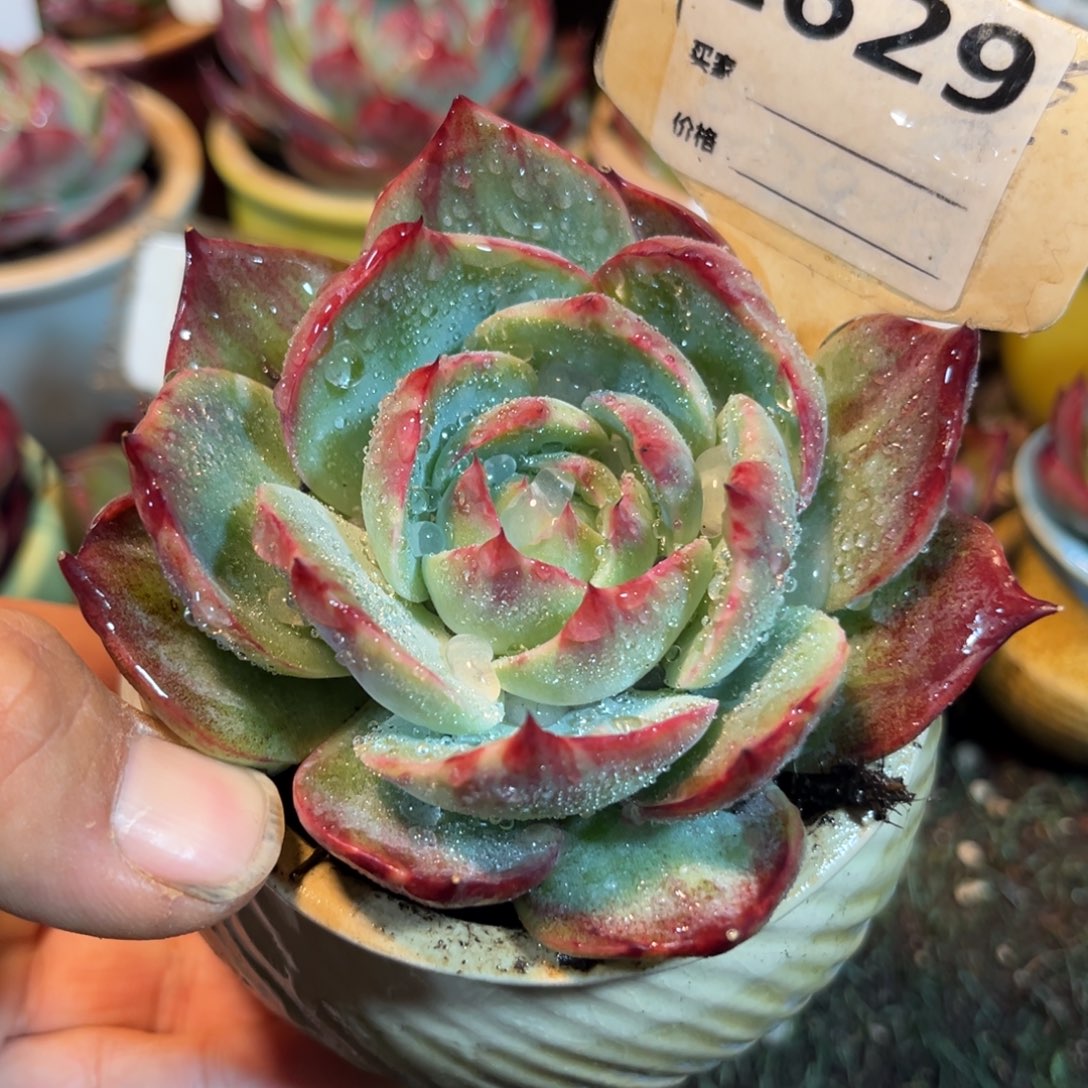 惊鸿一瞥629号多肉