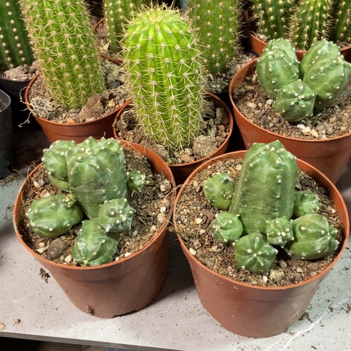 *****仙人球橙桃两盆一物一拍