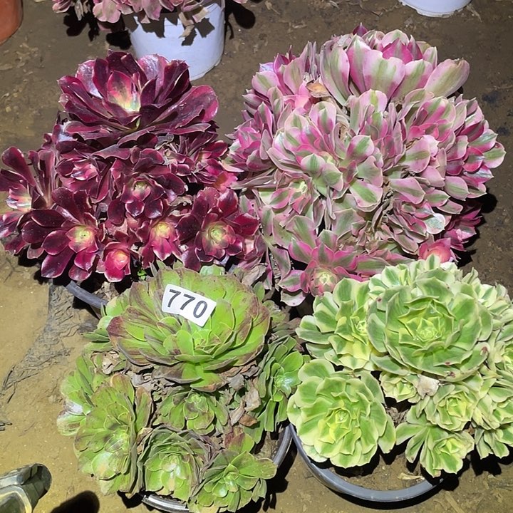 翔**械多肉植物断枝不包770法师4颗