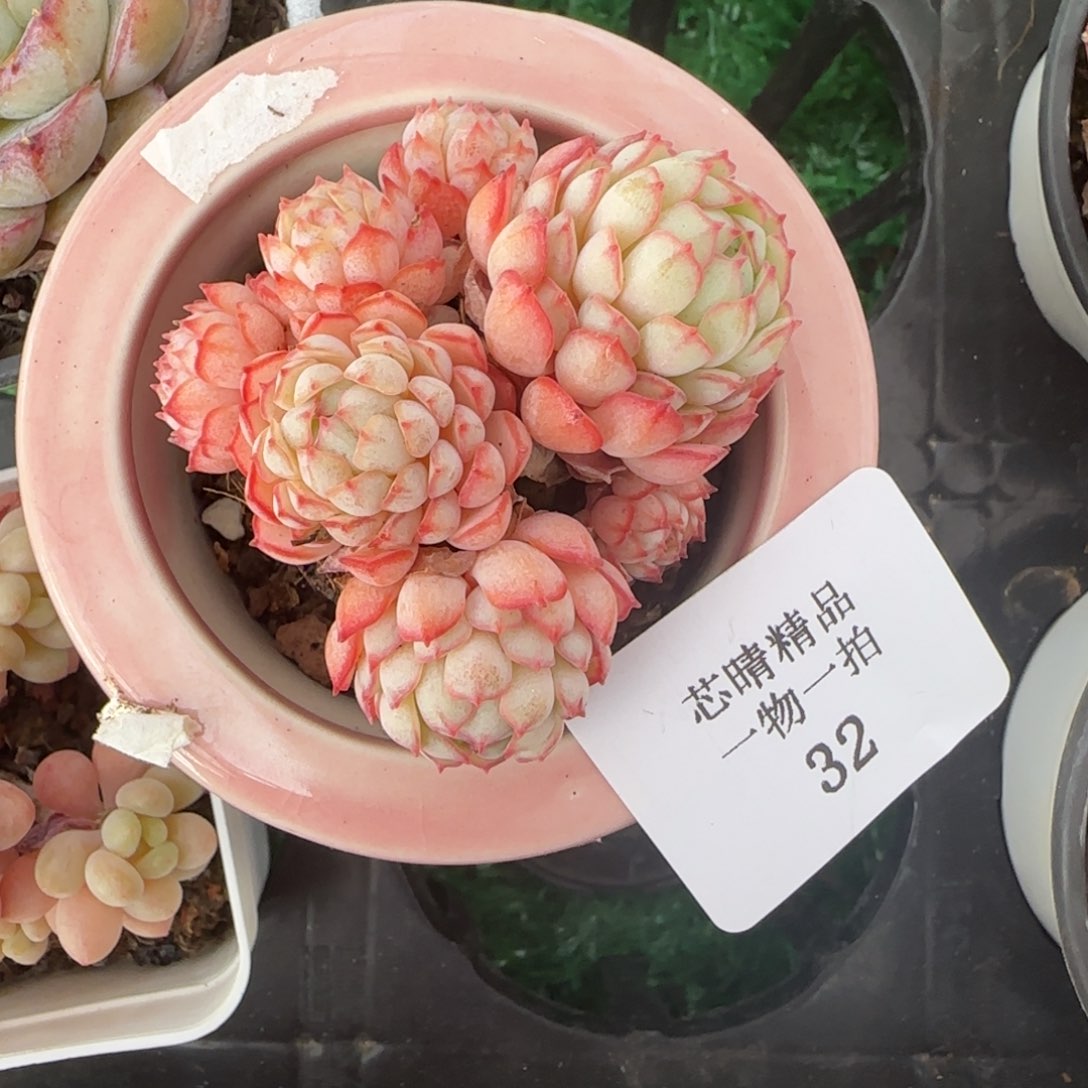 闪购精品多肉32号