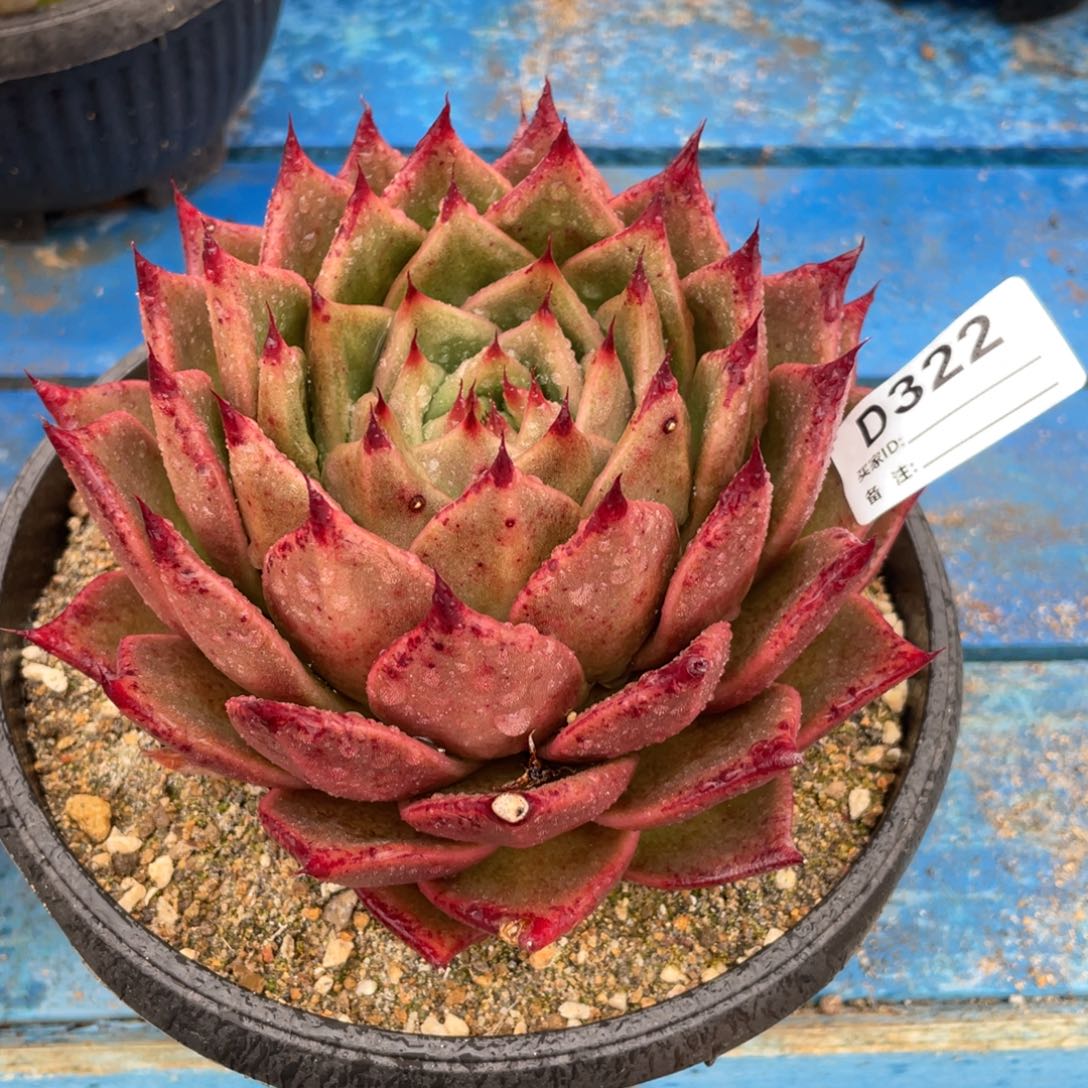 无花朵若如东云组拍D322