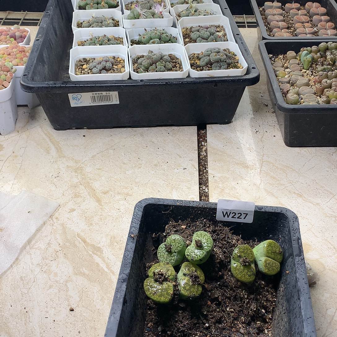 W227多肉植物保护研究所