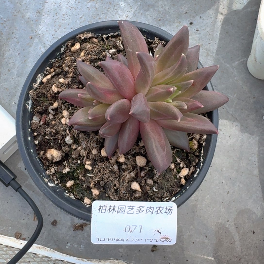 莉莉丝 双头 一物一拍