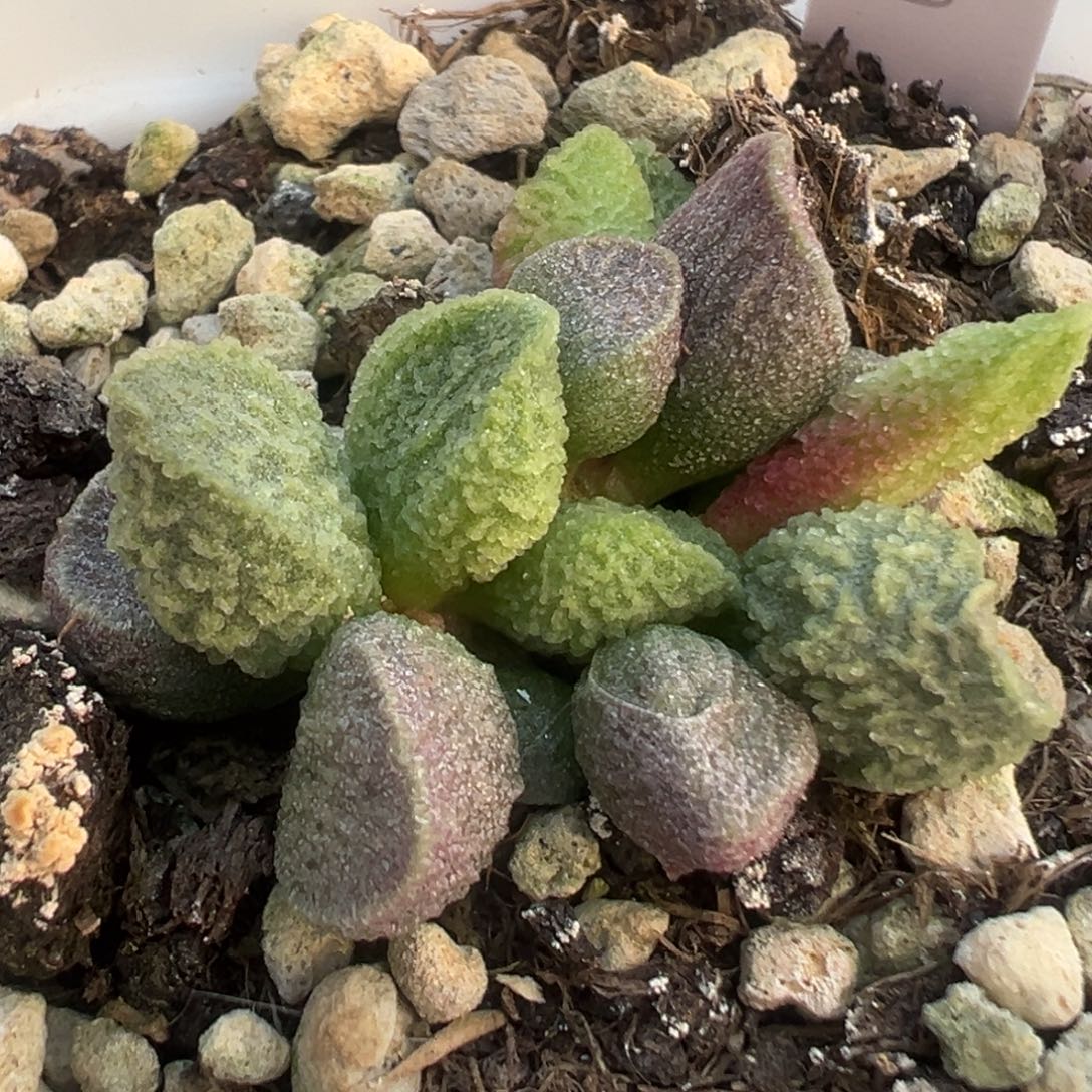 实生多肉植物水泡28