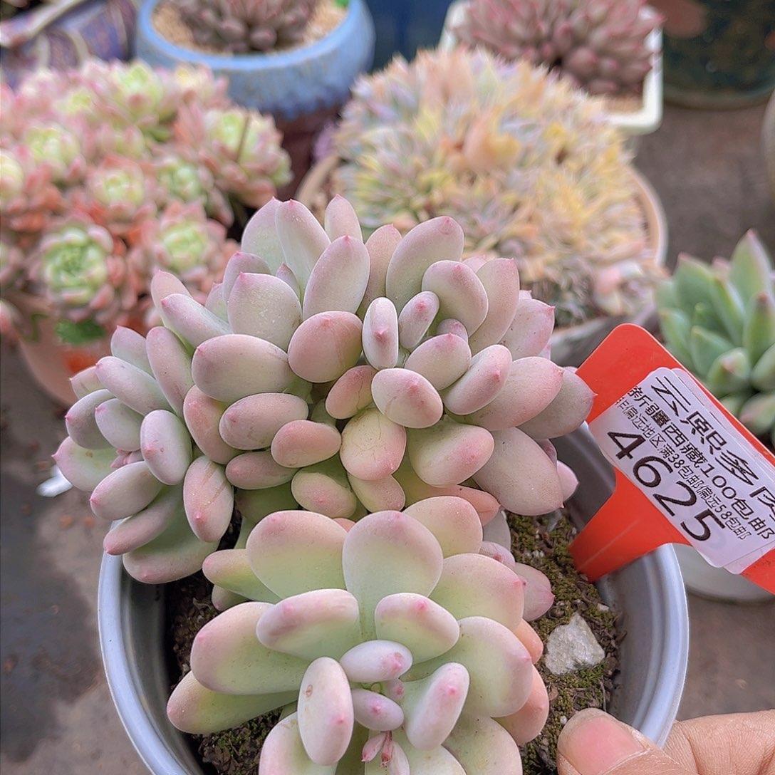 4625三日月美人。