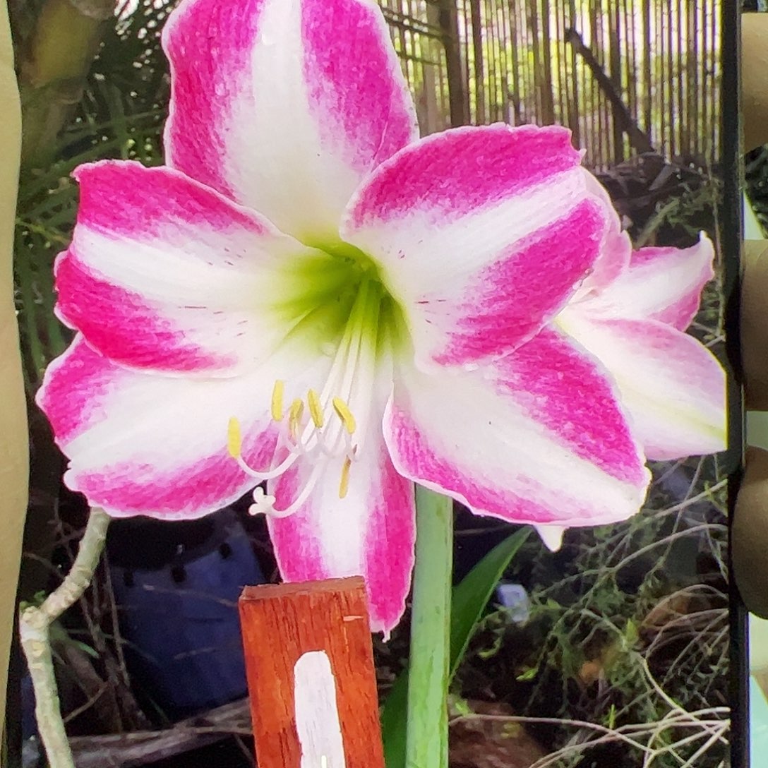 朱顶红纳尔逊开花球5-6cm