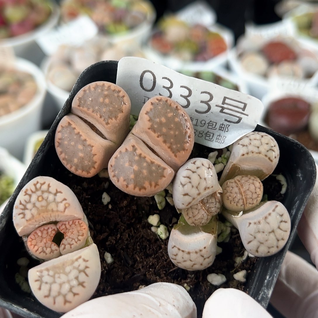 好养易活生石花大母本0333