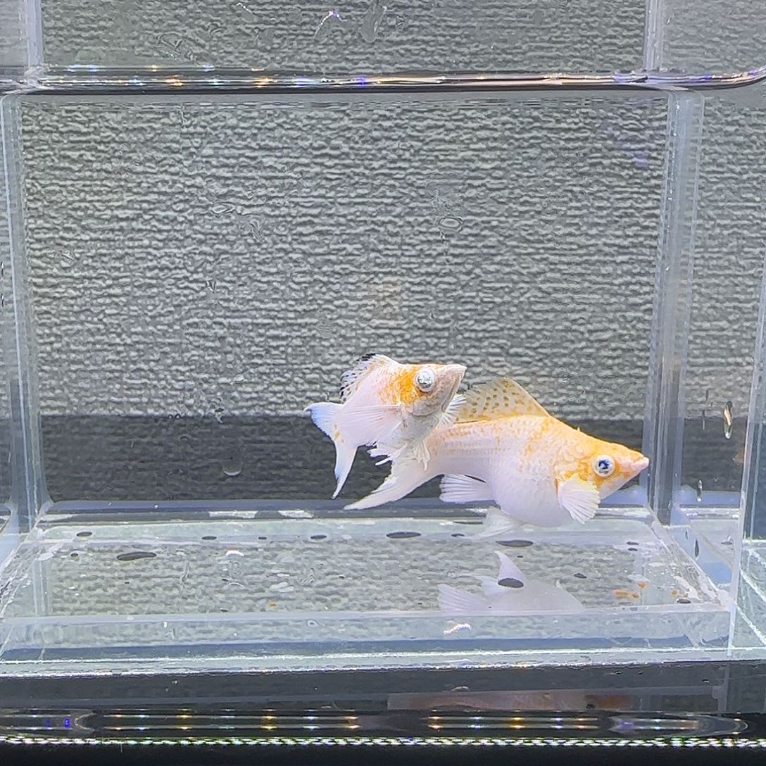 黑玛丽鱼樱花钻石眼