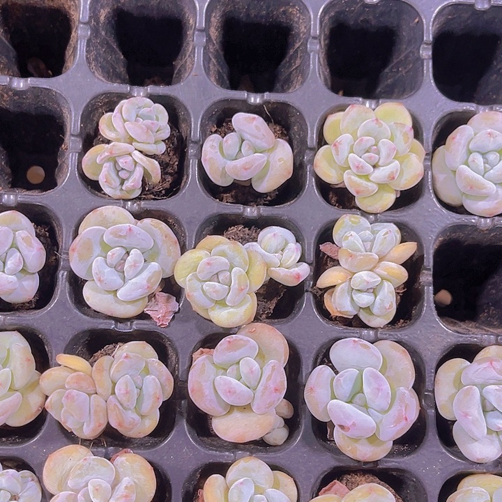 精品芭比奶多肉植物