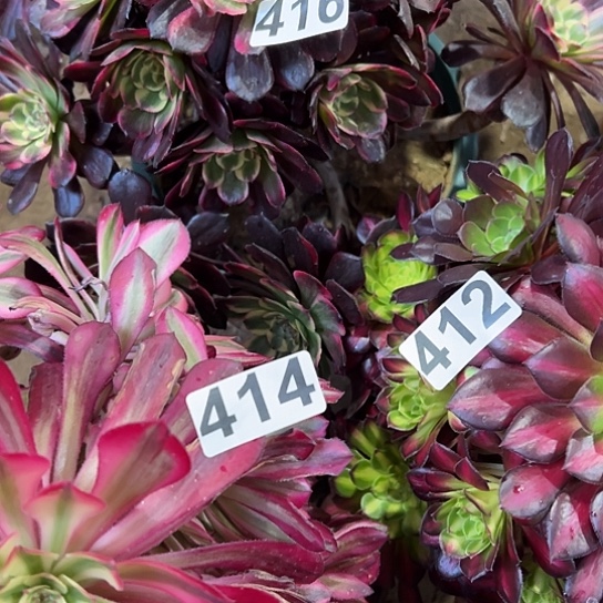 芳多肉植物三个法师