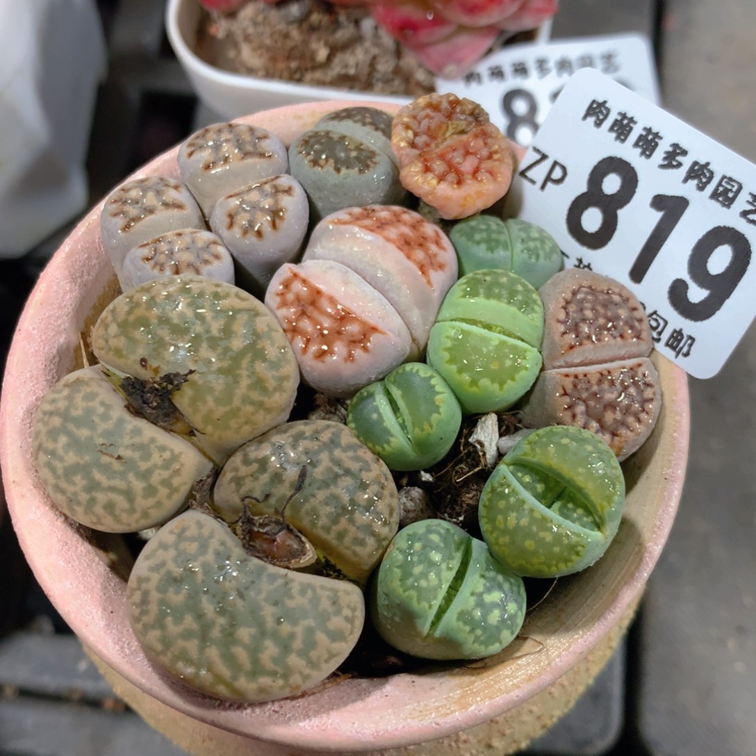 5CM拇指盆精控多肉ZP819