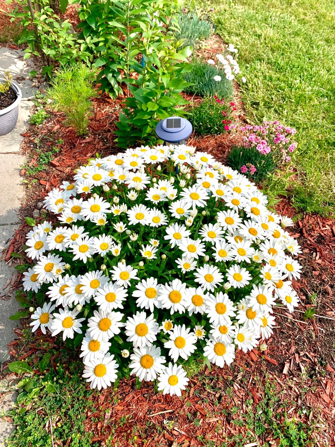 【大滨菊】多年生宿根花卉易活可打造花海