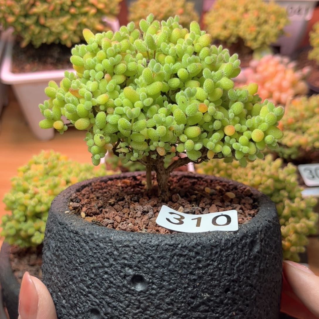 310金橘可爱多肉植物