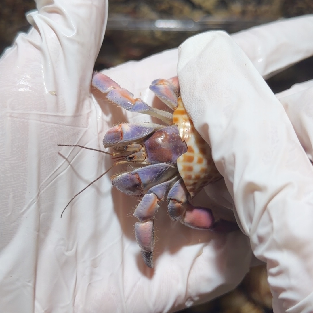 5号 2.6口 浅色紫粉