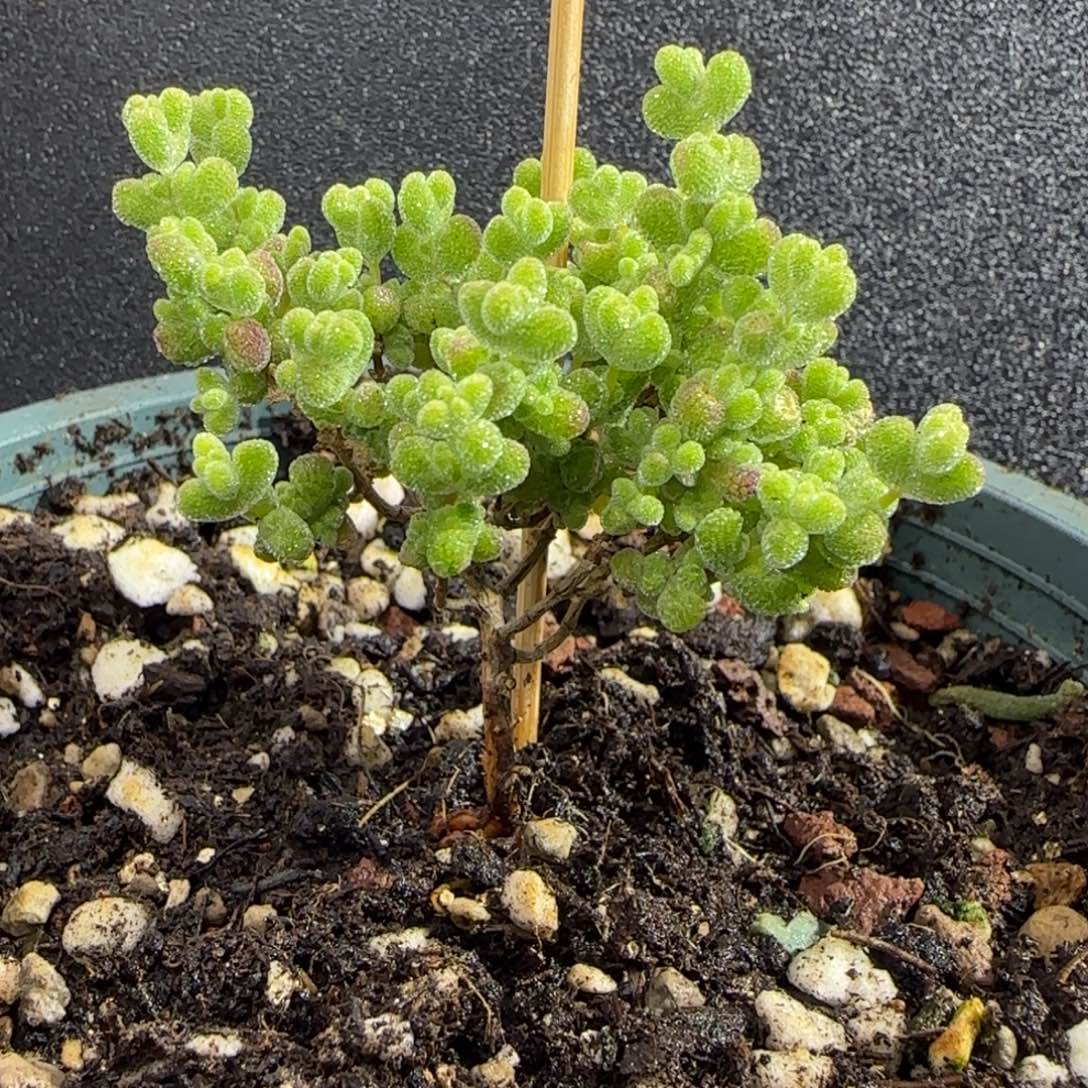 dy0805莱斯虎斑小长腿