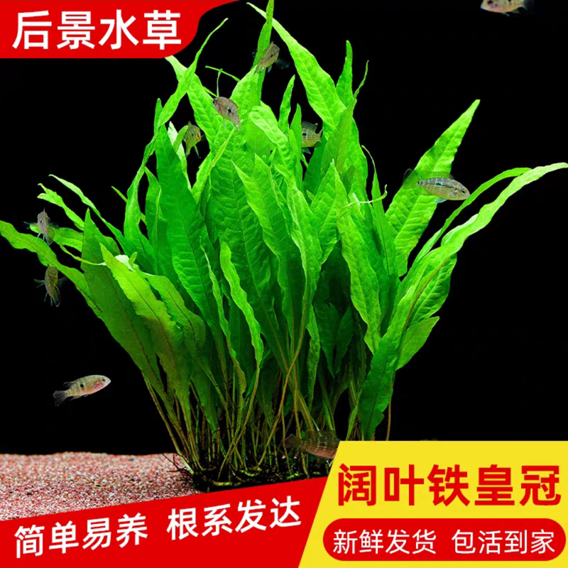 【阔铁皇冠水草】鱼缸造景懒人水草活体淡水阴性植物细叶阴性免种植