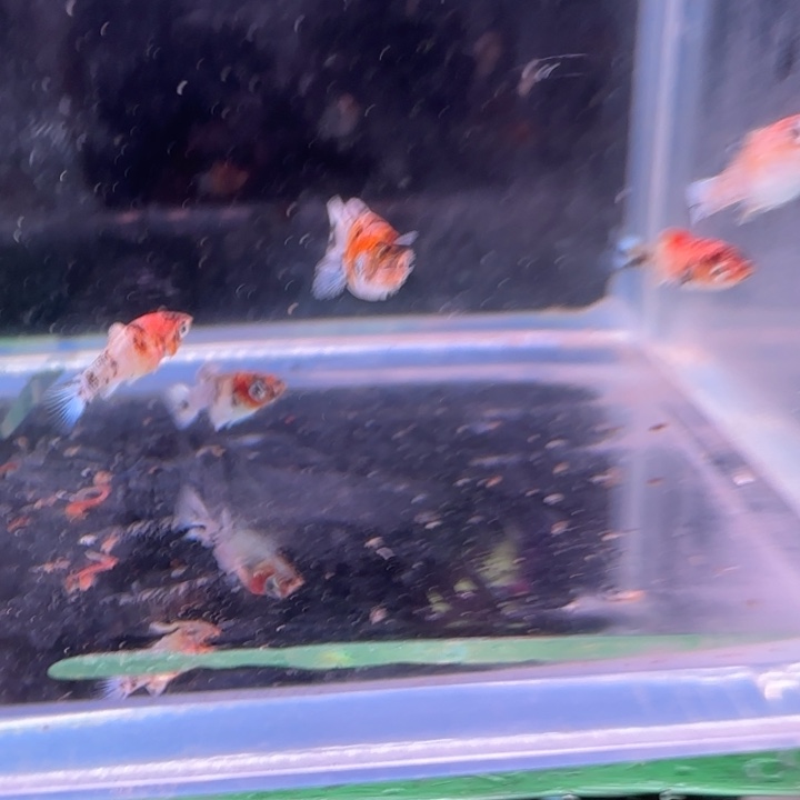 宠***爱孔雀鱼玛丽球鱼苗5送2