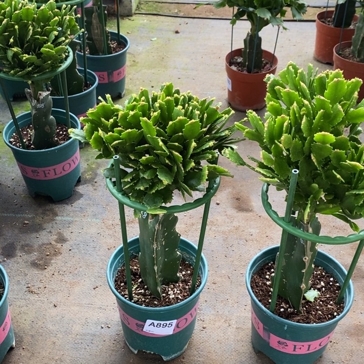 当前无花栽培后可以开花895jia jie 028