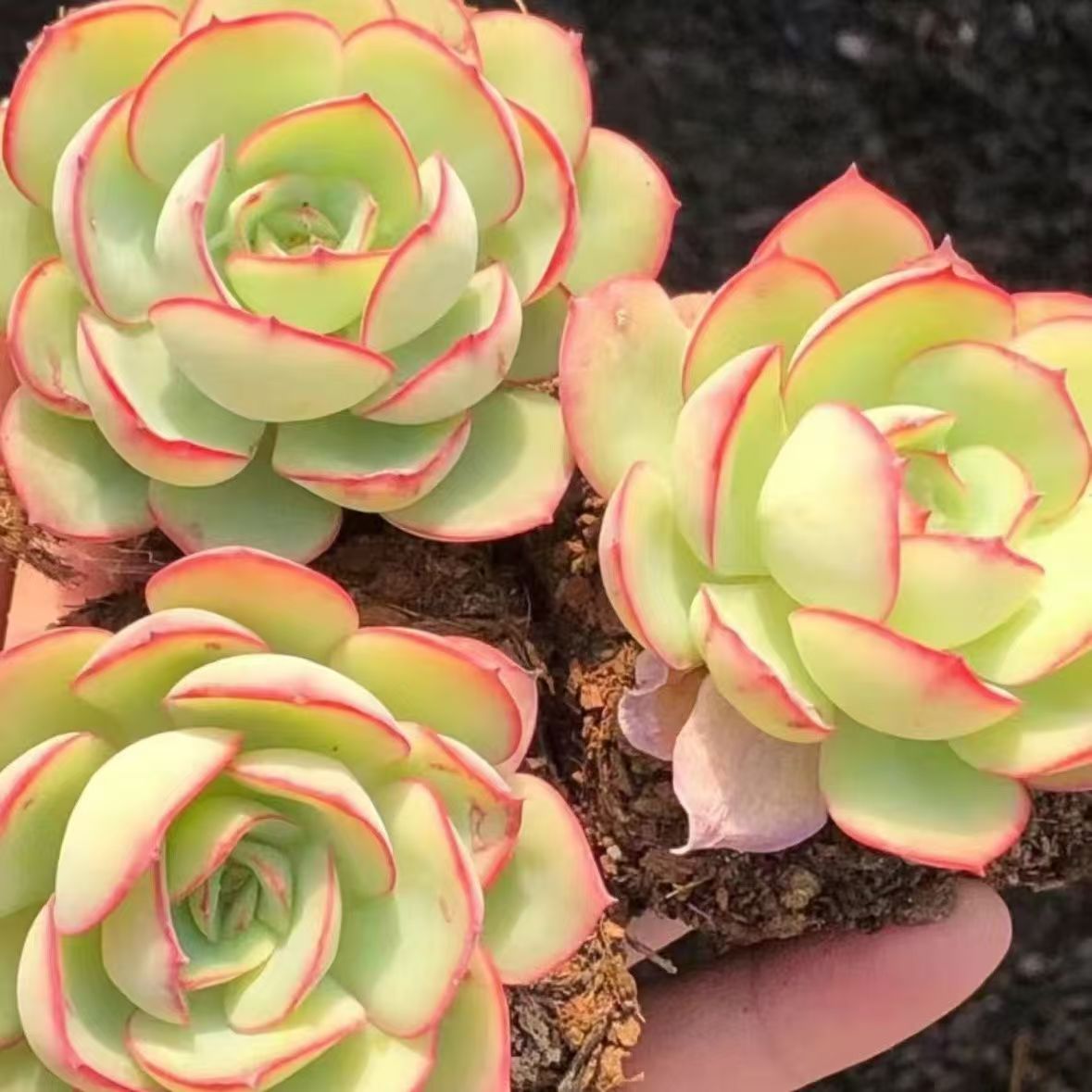 下单包邮 帕拉梅拉多肉植物盆栽果冻色办公室内阳台多头肉肉花卉