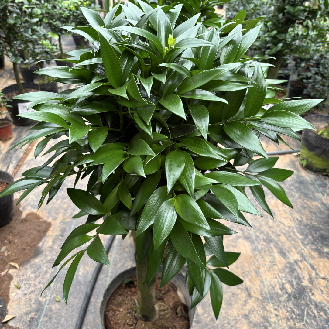 长寿兴旺竹柏盆栽室内驱蚊植物四季常青好养易活养不死的室内绿植