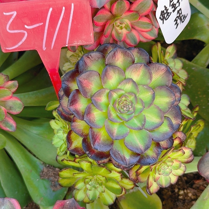 3-111海王七彩多肉法师