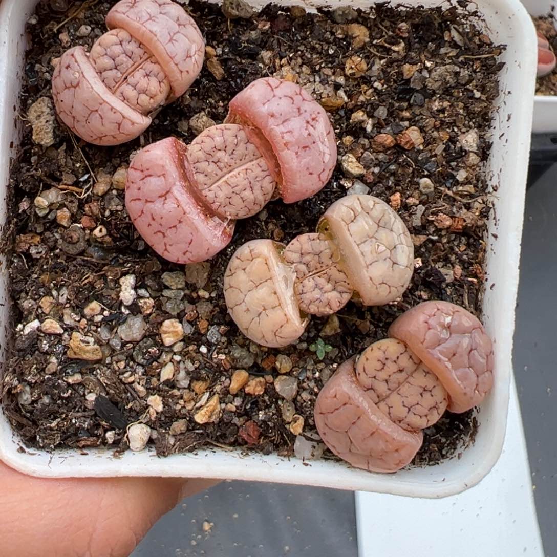 2.9好看的多肉235