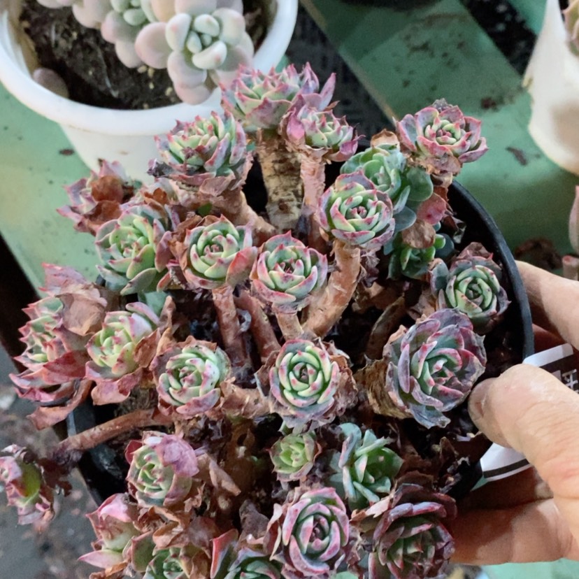 【闪购商品】赛康达多肉0733