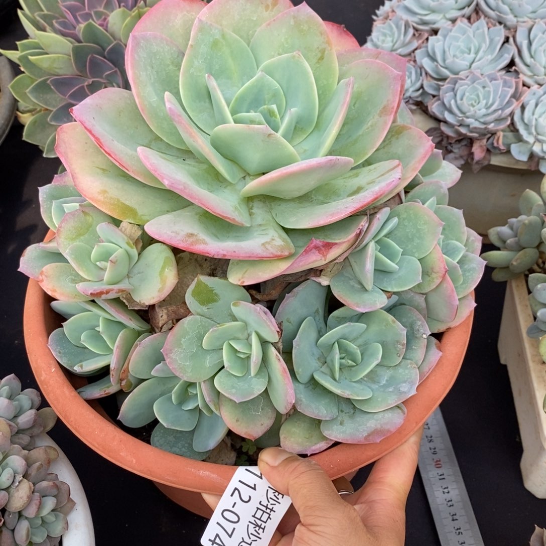 两单包邮1112-47血凤