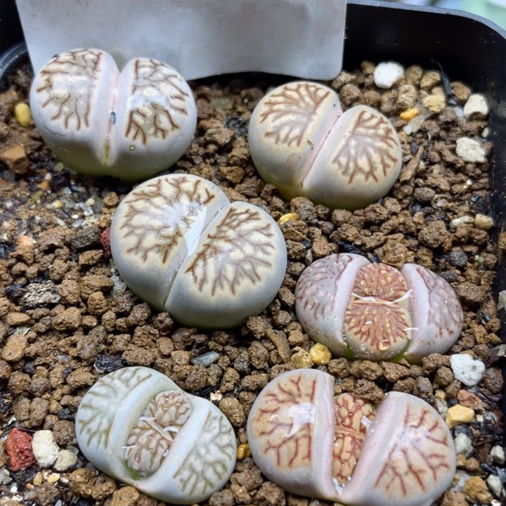 504菊化石带盆l l