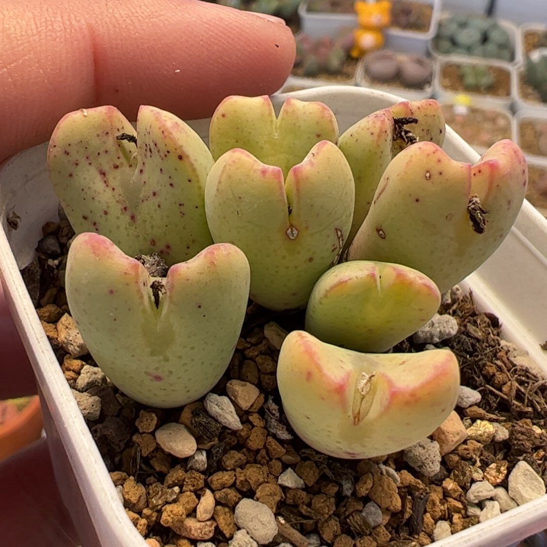 062多肉植物百科