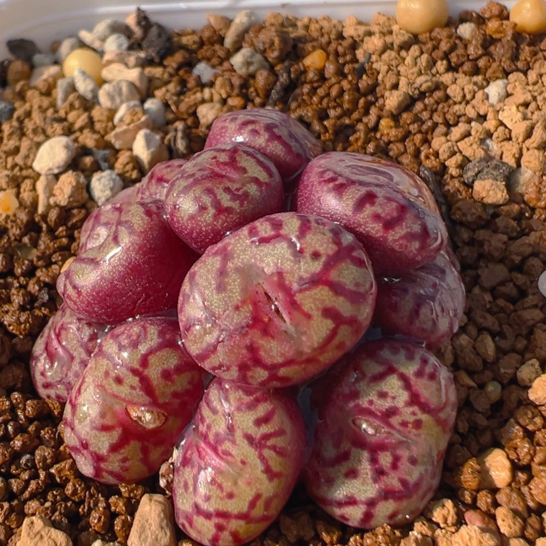 33多肉植物百科知识